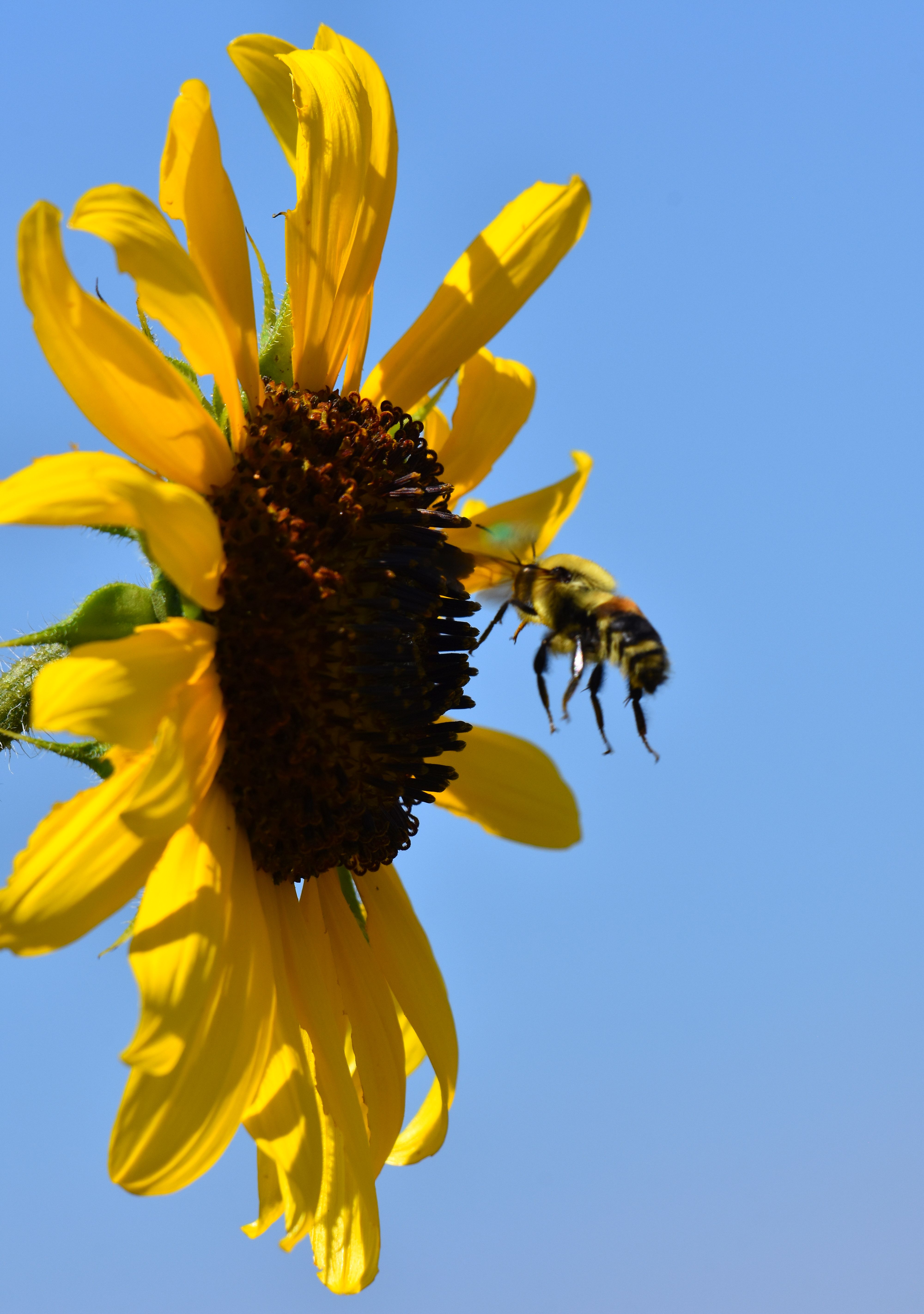 Bee And A Sunflower Fws Gov